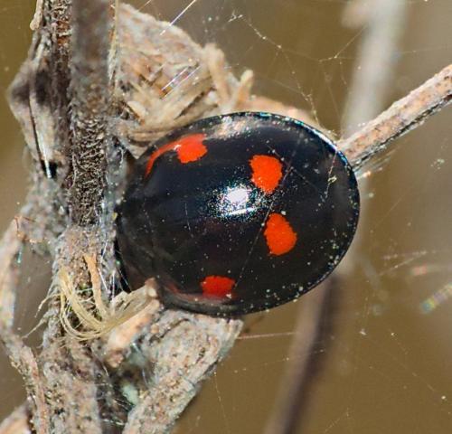 Réf. 298 686 : Exochomus quadripustulatus